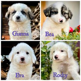 4 splendidi cuccioli per 4 famiglie