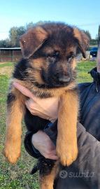 Pastore tedesco cuccioli con pedigree