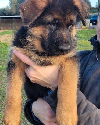 Pastore tedesco cuccioli con pedigree