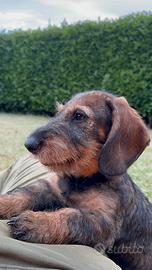 Cuccioli bassotto a pelo duro