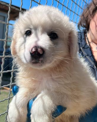 Cucciolo pastore maremmano