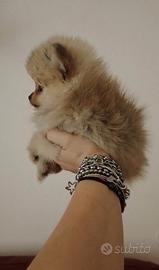 Spitz mini toy di pomerania