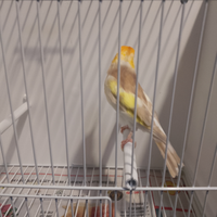 Cardellinio Bruno pastello