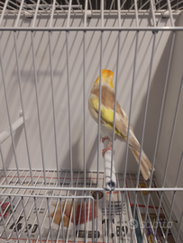 Cardellinio Bruno pastello