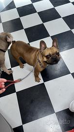 Bulldog francese per accoppiamento Pedegree ENCI