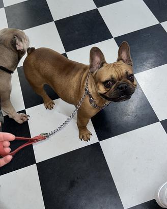 Bulldog francese per accoppiamento Pedegree ENCI