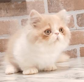 Munchkin (Simile) Maschio Bicolore