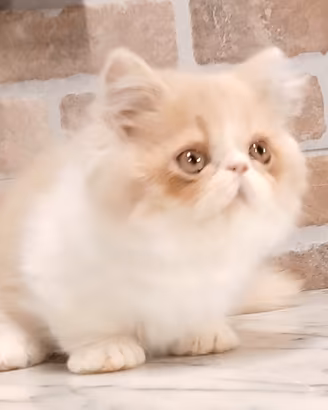Munchkin (Simile) Maschio Bicolore