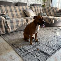 American Pittbul terrier per monta