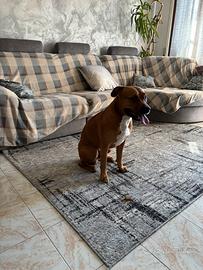 American Pittbul terrier per monta