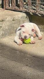 American bully