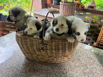 Cuccioli di Pastore Australiano