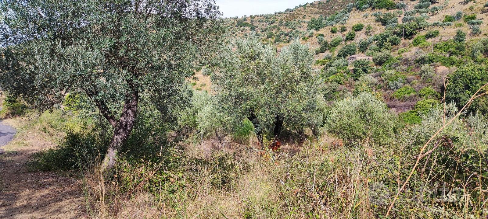 Terreno agricolo - Vista 6