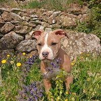 Cuccioli pitbull