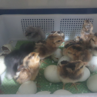 Araucana, Marans, leagbar ,Amrok,oliveger