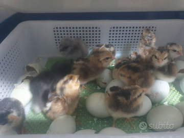 Araucana, Marans, leagbar ,Amrok,oliveger