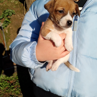 Jack russel cuccioli