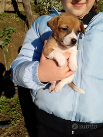 Jack russel cuccioli