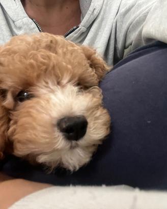Cucciolo cane