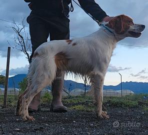 Maschio Epagneul Breton