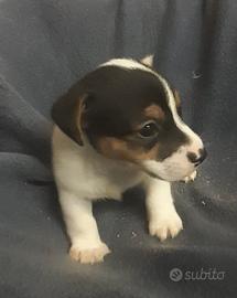 Cuccioli jack russel