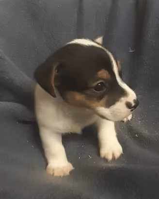 Cuccioli jack russel