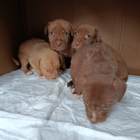 Cuccioli di Red nose