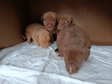 Cuccioli di Red nose