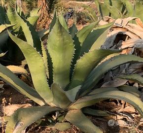 Piante grasse siciliane Agave ferox