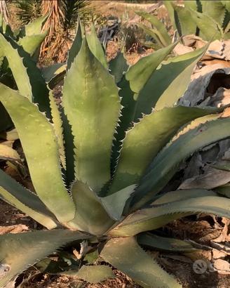 Piante grasse siciliane Agave ferox