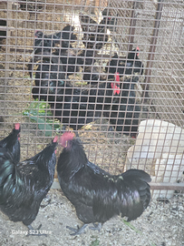 Australorp in produzione uova