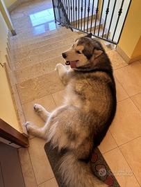 Alaskan malamute
