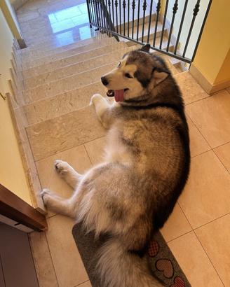 Alaskan malamute