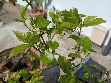 Pianta di gelso nero