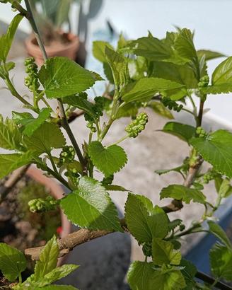 Pianta di gelso nero