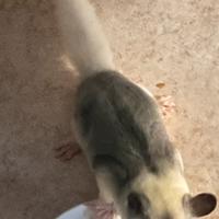 Petauro femmina mosaico