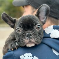 Cuccioli Bulldog Francese