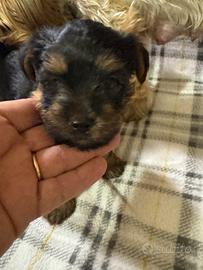 Cuccioli Yorkshire