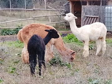 Alpaca