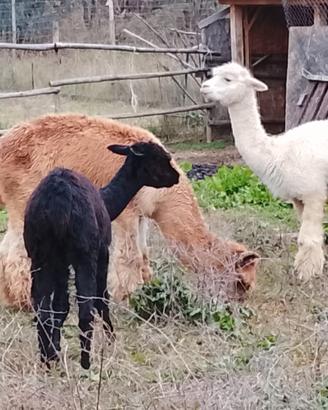 Alpaca