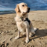 Golden Retriver maschio per cucciolata