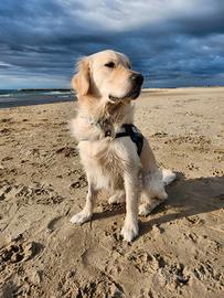 Golden Retriver maschio per cucciolata