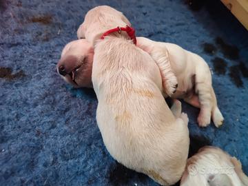 Cuccioli golden retriever inglesi
