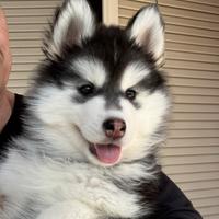 Cuccioli husky pedigree