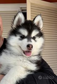Cuccioli husky pedigree