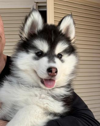 Cuccioli husky pedigree