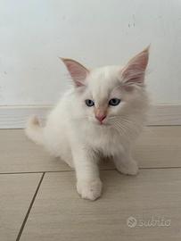 Gattino tipo Siberinao ipoallergenico