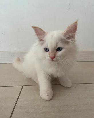 Gattino tipo Siberinao ipoallergenico