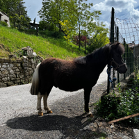 Minipony shetland