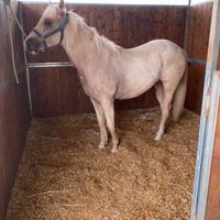 Puledro Paint X Quarter